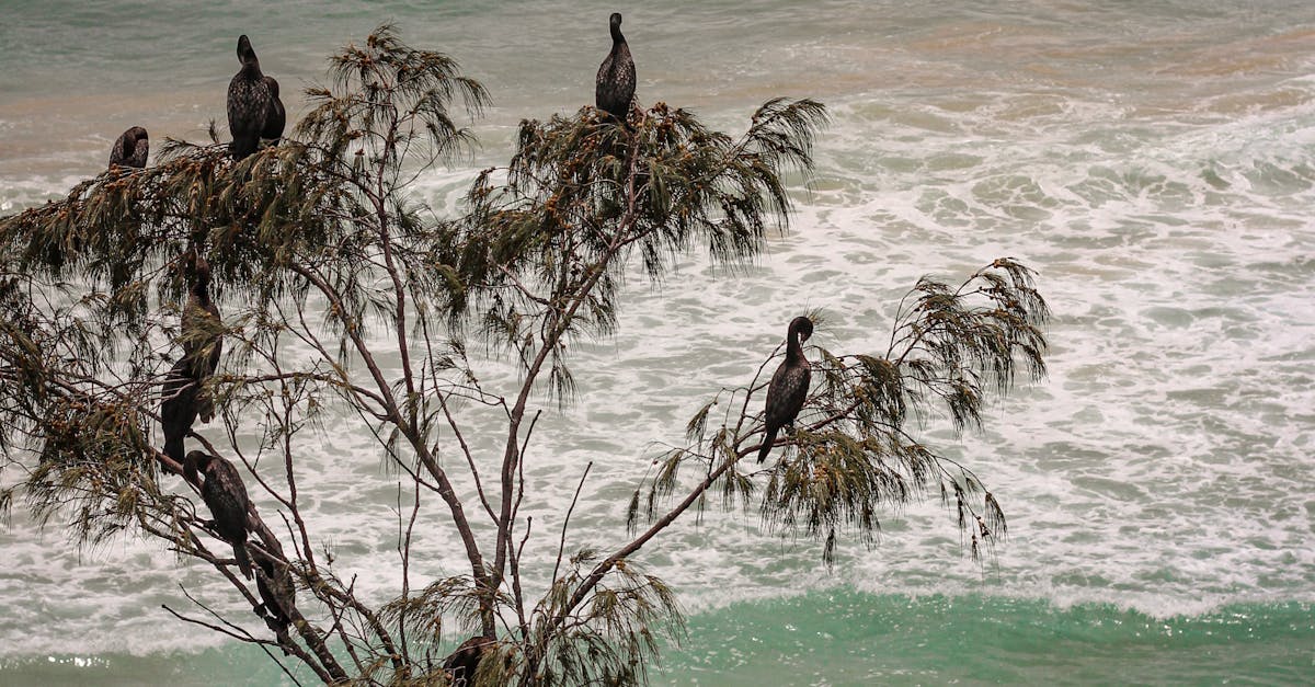 Culinary Masterpieces: The Art of Fine Dining in Byron Bay